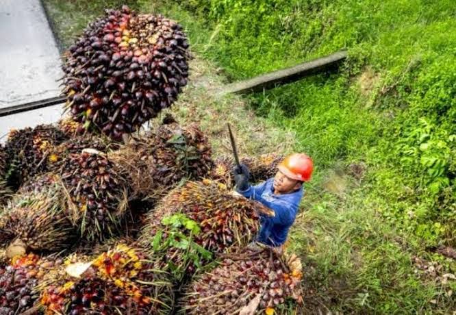 Ilustrasi harga TBS kelapa sawit mitra plasma di Riau capai Rp3.689 per Kg (foto/int)